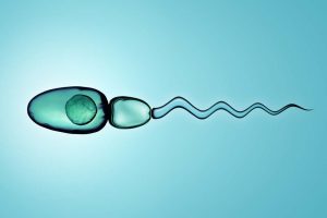imagen inseminación artificial esperma óvulo